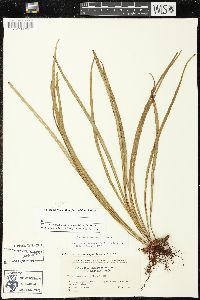 Campyloneurum angustifolium image