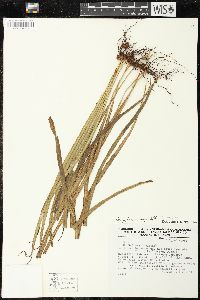 Campyloneurum angustifolium image