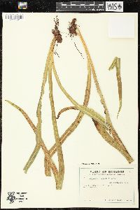 Campyloneurum angustifolium image
