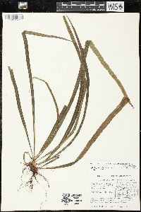 Campyloneurum angustifolium image