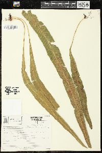 Image of Campyloneurum major