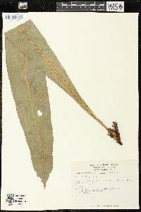 Campyloneurum phyllitidis image