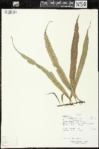 Campyloneurum repens image