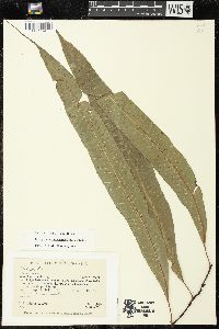 Campyloneurum repens image