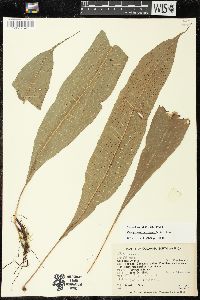 Campyloneurum repens image