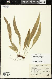 Campyloneurum serpentinum image