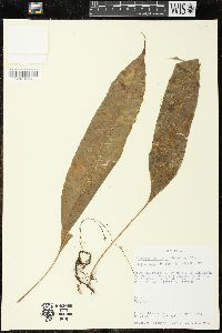 Campyloneurum tenuipes image