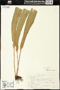 Campyloneurum xalapense image