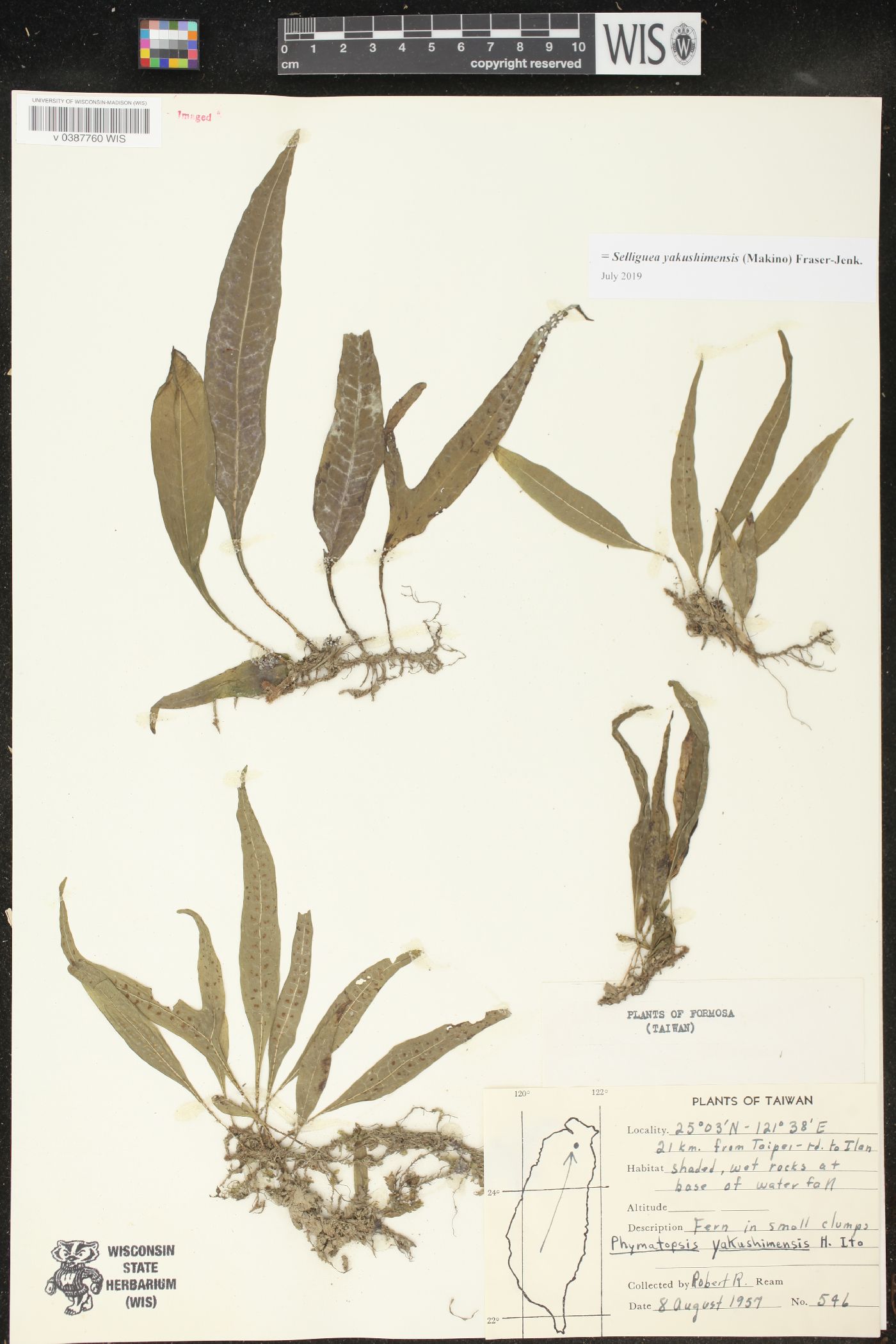 Selliguea yakushimensis image