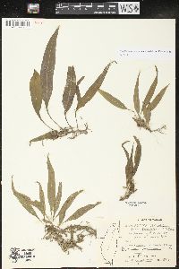 Image of Selliguea yakushimensis