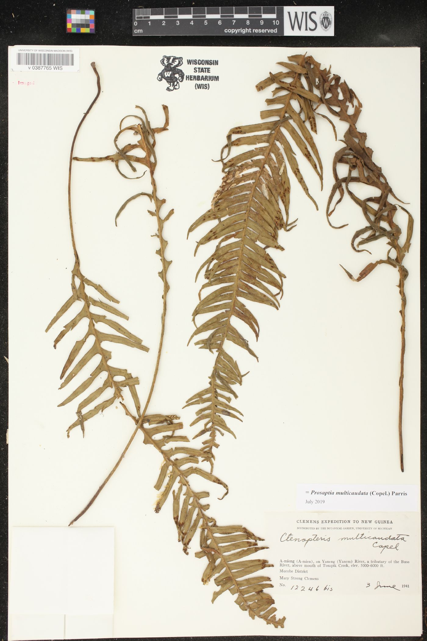 Prosaptia multicaudata image