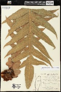 Drynaria coronans image