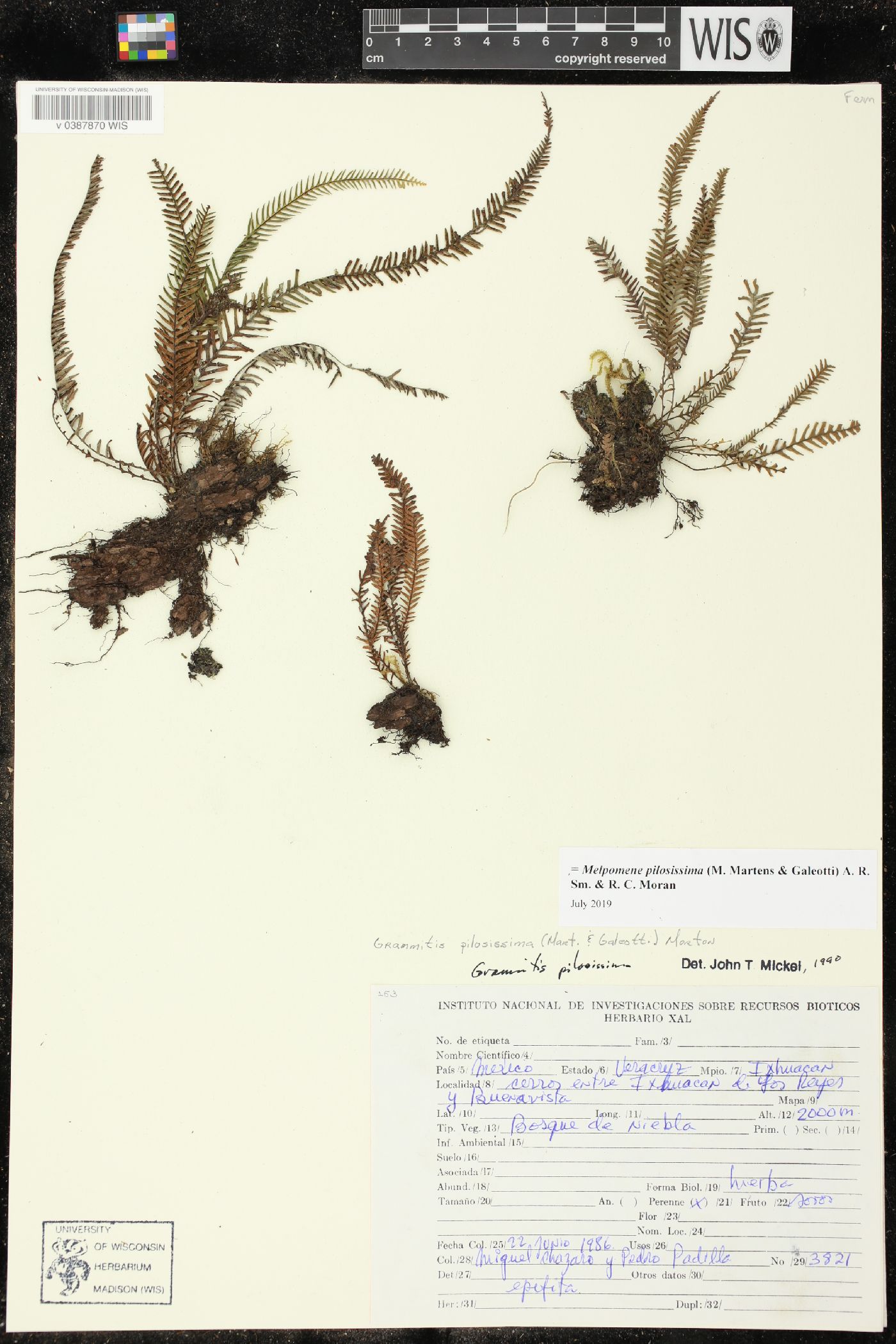 Melpomene pilosissima image