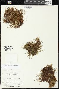 Cochlidium serrulatum image