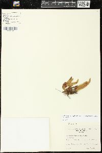 Enterosora trifurcata image