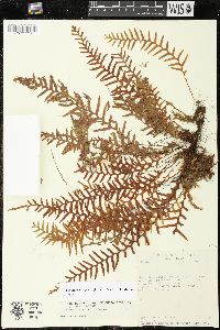 Lellingeria suspensa image
