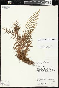 Lellingeria subsessilis image