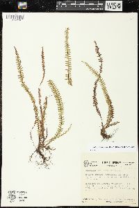 Lellingeria suspensa image