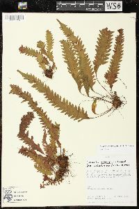 Enterosora trifurcata image