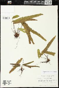Enterosora trifurcata image