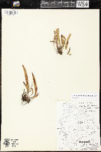 Media resource of Oreogrammitis hookeri