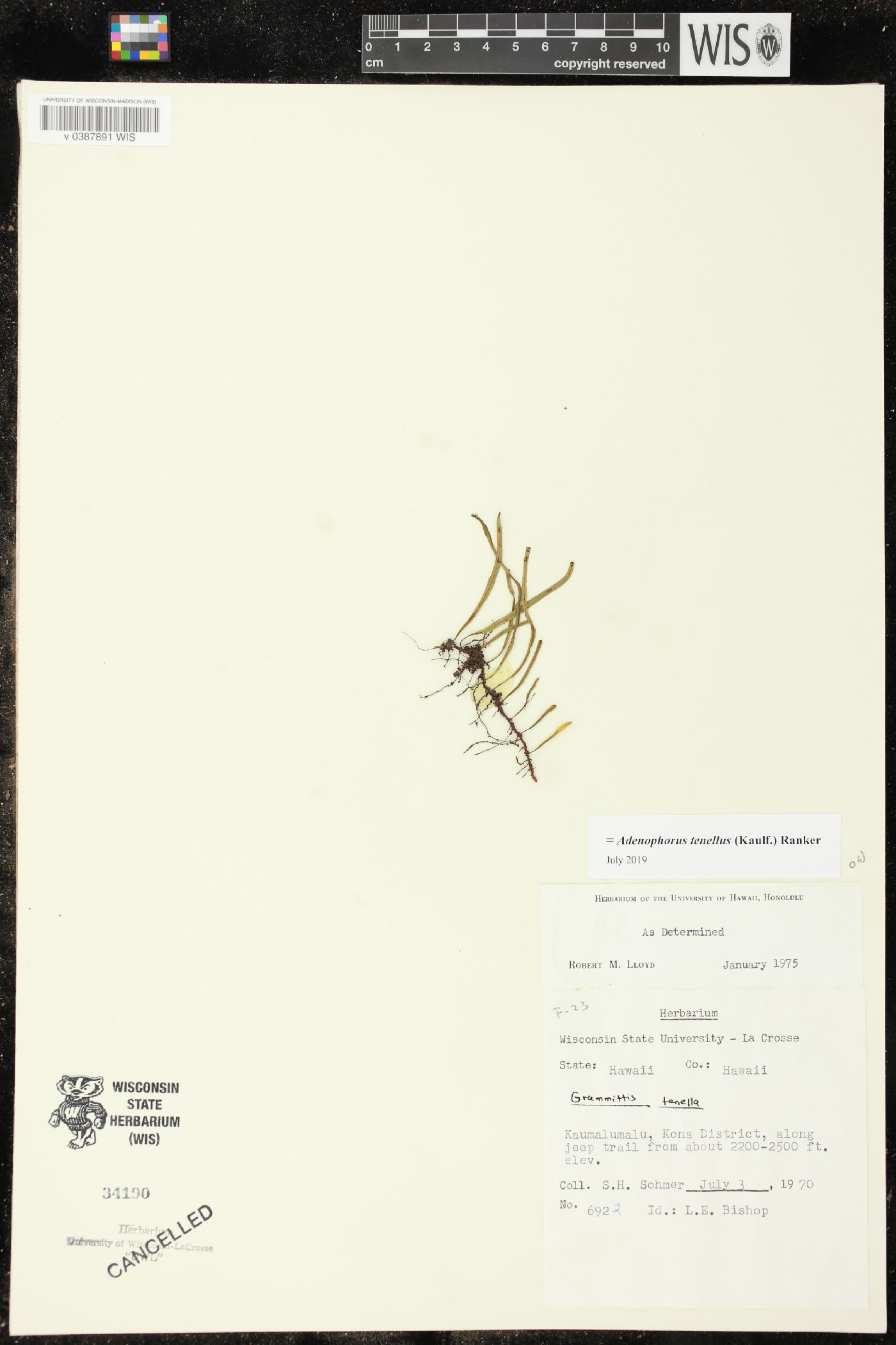 Adenophorus tenellus image