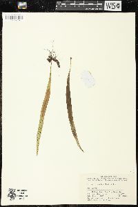 Lepisorus contortus image