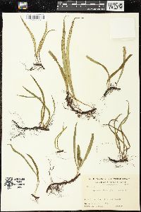 Lepisorus thunbergianus image