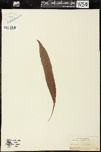 Leptochilus decurrens image