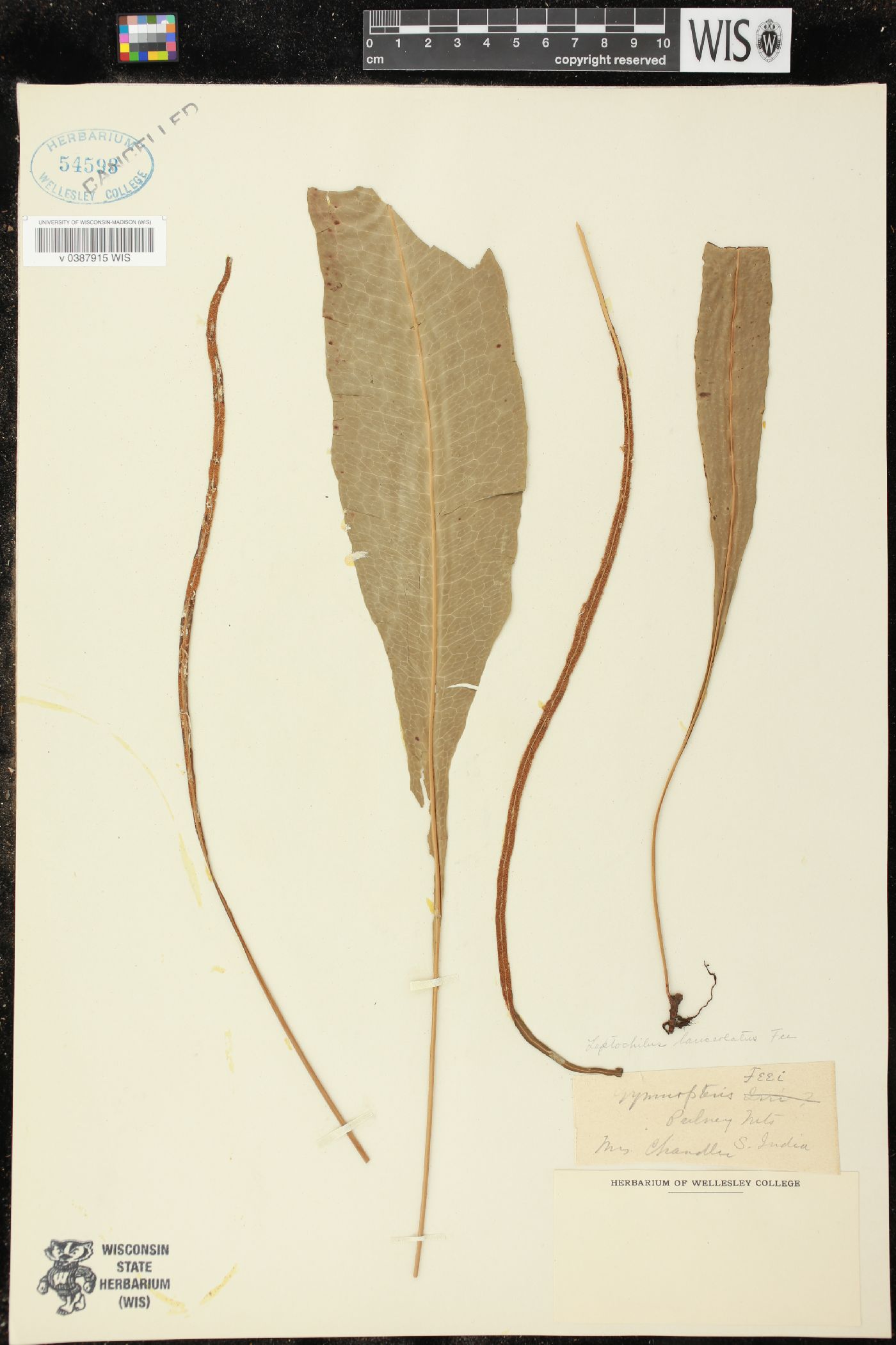 Leptochilus lanceolatus image