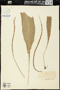Image of Leptochilus lanceolatus