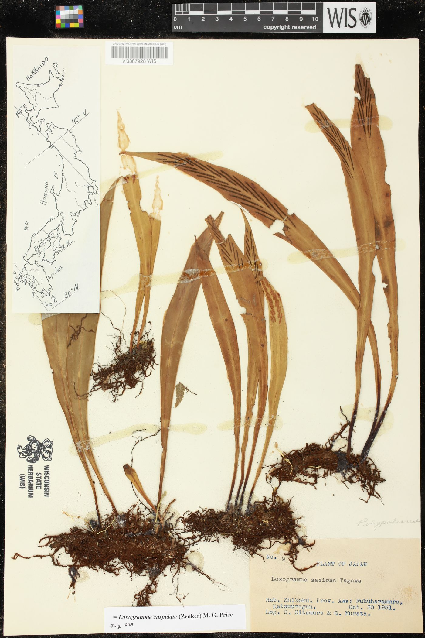Loxogramme cuspidata image