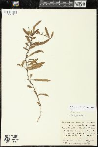 Microgramma heterophylla image