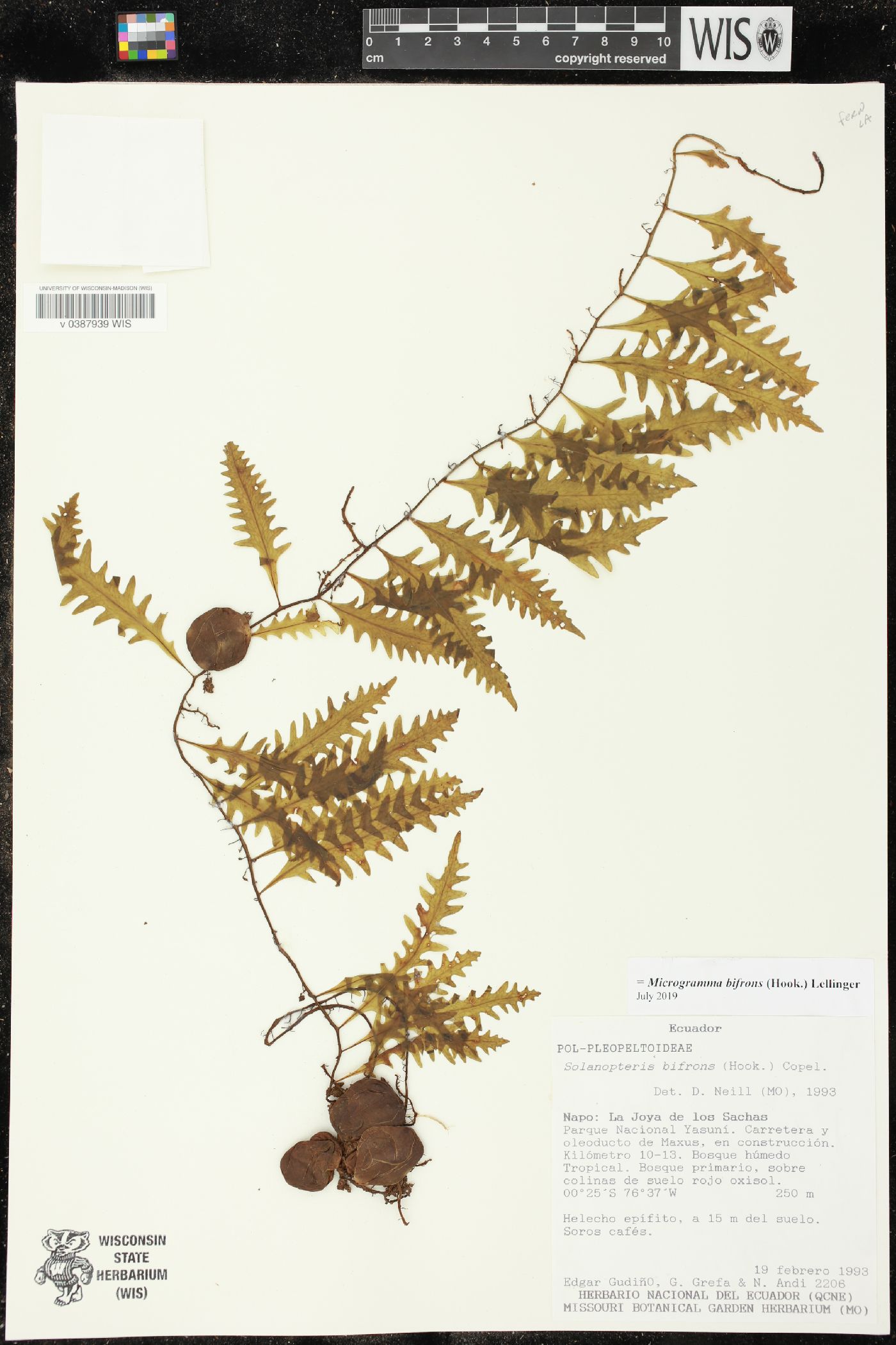 Pleopeltis pleopeltifolia image
