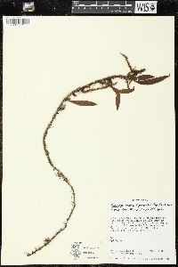 Microgramma lycopodioides image