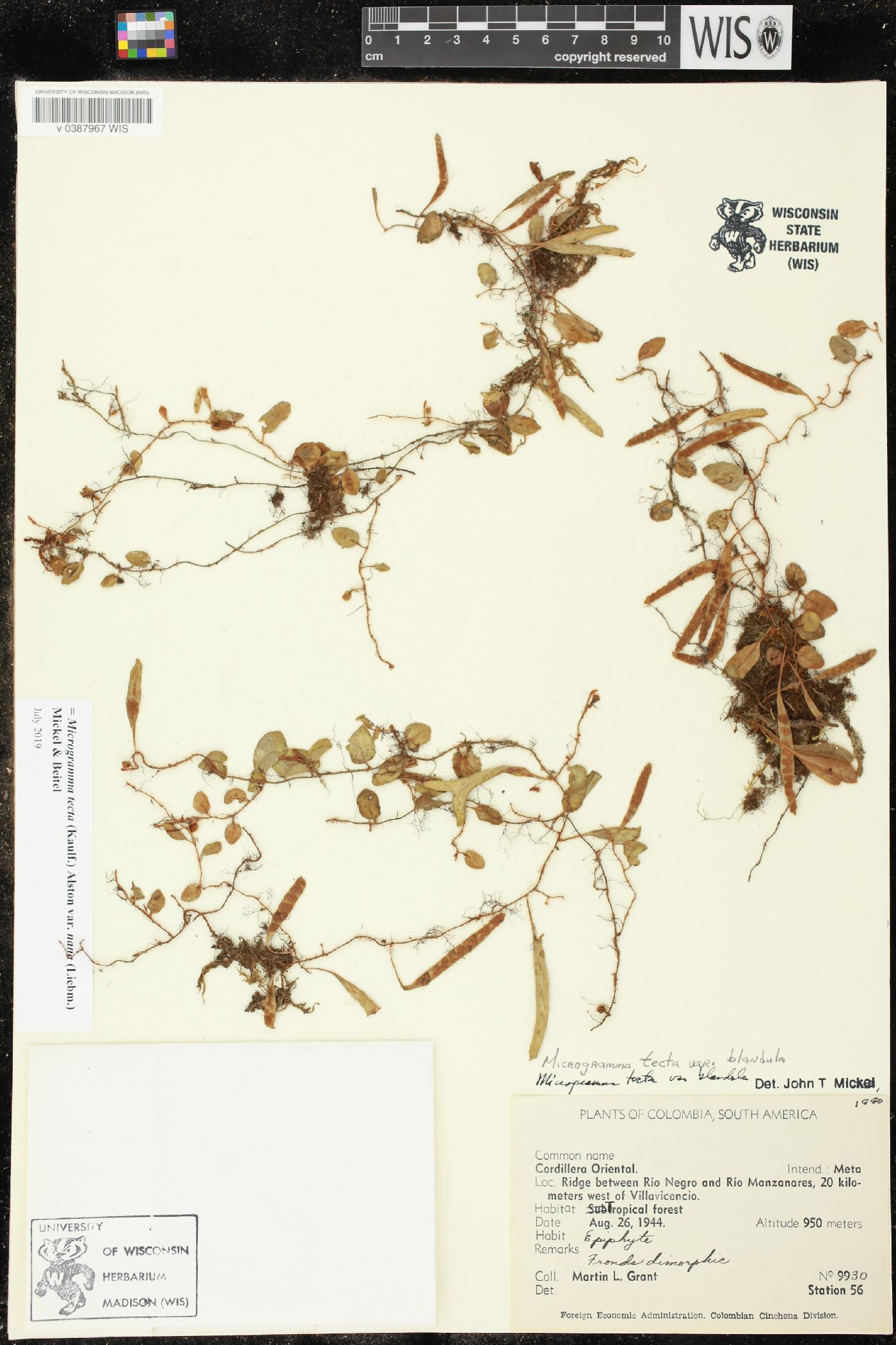 Microgramma tecta image