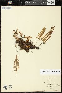 Polypodium polypodioides image