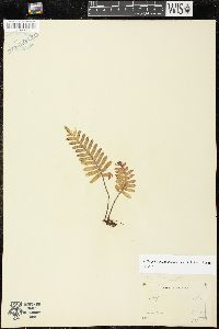 Pleopeltis michauxiana image