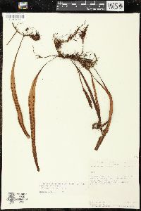 Pleopeltis macrocarpa image