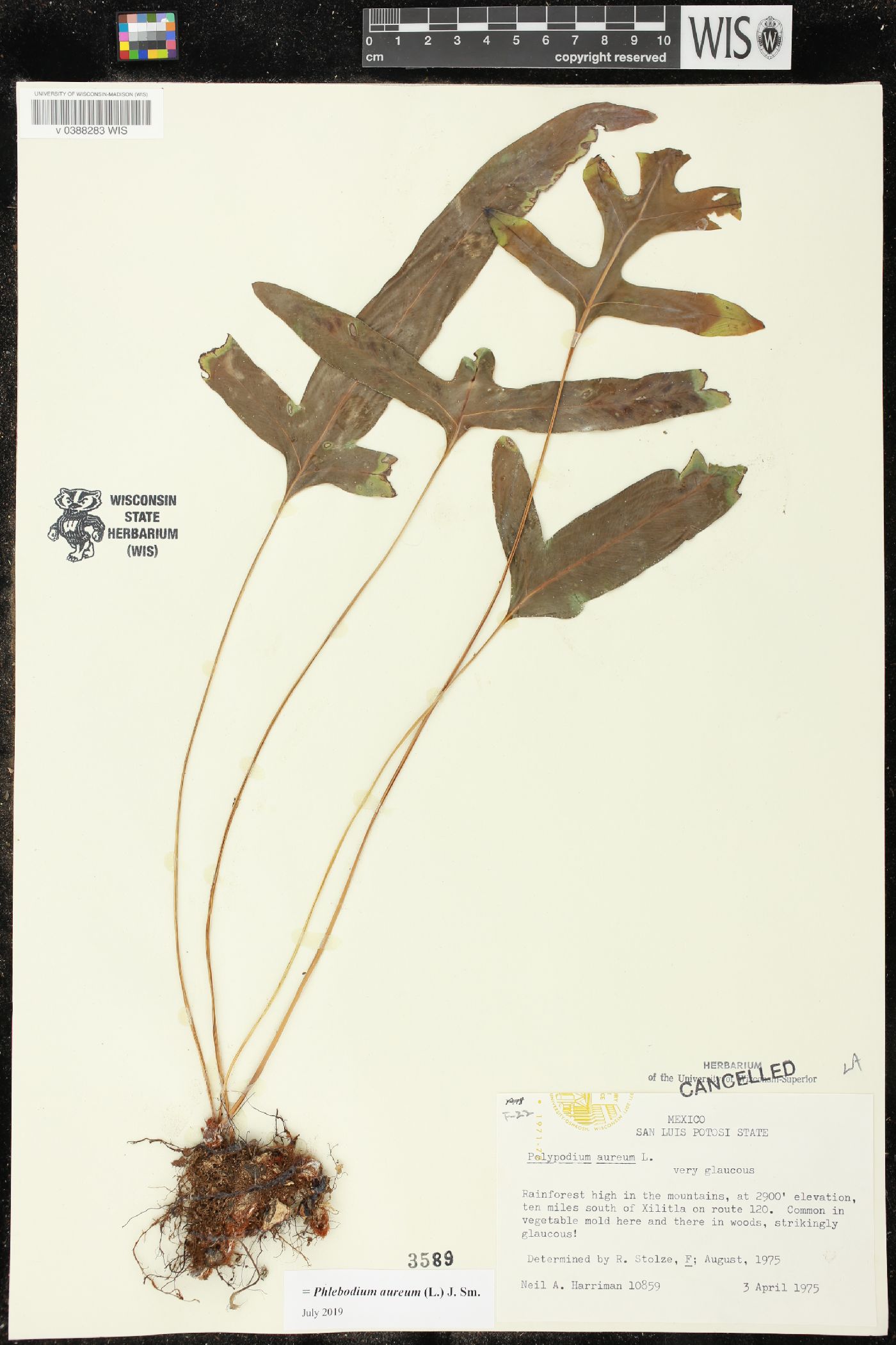 Phlebodium image