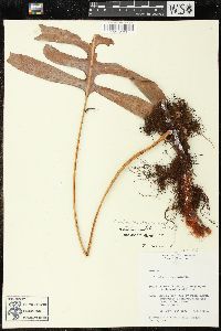 Phlebodium areolatum image