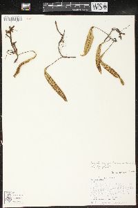 Pleopeltis polylepis image