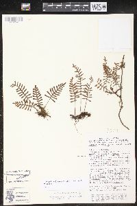 Pleopeltis polypodioides image