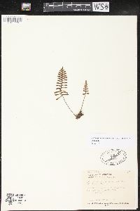 Pleopeltis polypodioides image