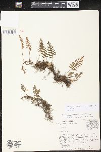 Pleopeltis polypodioides image