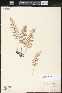 Pleopeltis polypodioides image