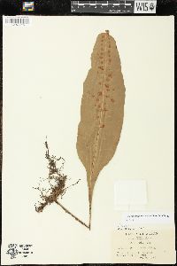 Neocheiropteris ensata image