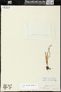 Lepisorus thunbergianus image