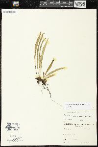 Lepisorus thunbergianus image