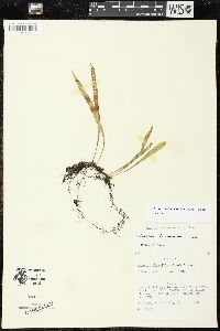 Lepisorus thunbergianus image
